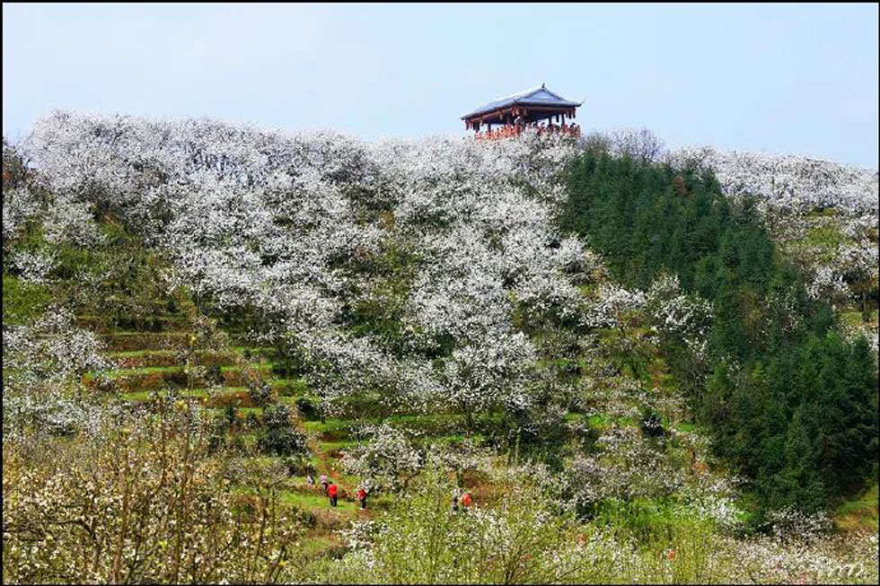 【春天，广西桂林灌阳县向您发出邀请！】我们在灌阳看梨花 - 游山玩水 - 呼伦贝尔生活社区 - 呼伦贝尔28生活网 hlbe.28life.net