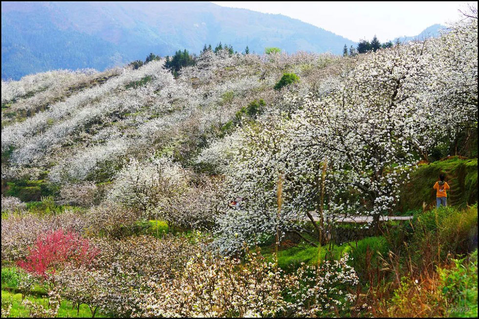 【春天，广西桂林灌阳县向您发出邀请！】我们在灌阳看梨花 - 游山玩水 - 呼伦贝尔生活社区 - 呼伦贝尔28生活网 hlbe.28life.net