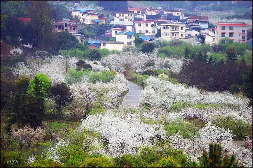 【春天，广西桂林灌阳县向您发出邀请！】我们在灌阳看梨花 - 游山玩水 - 呼伦贝尔生活社区 - 呼伦贝尔28生活网 hlbe.28life.net