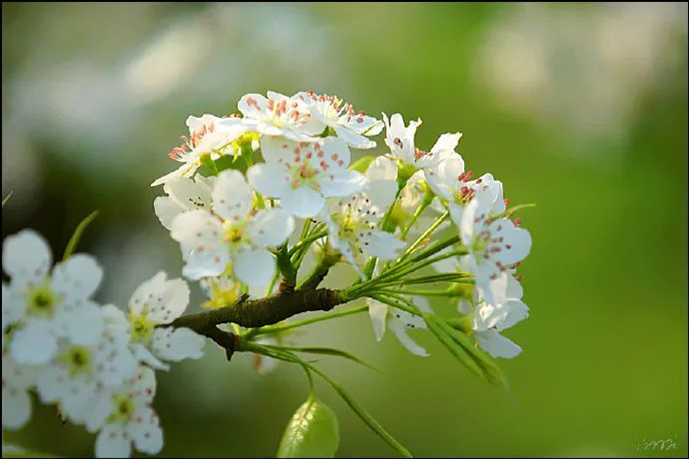 【春天，广西桂林灌阳县向您发出邀请！】我们在灌阳看梨花 - 游山玩水 - 呼伦贝尔生活社区 - 呼伦贝尔28生活网 hlbe.28life.net