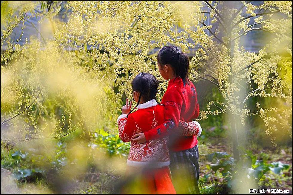 【春天，广西桂林灌阳县向您发出邀请！】米珠山前有片山苍子花在飘香 - 游山玩水 - 呼伦贝尔生活社区 - 呼伦贝尔28生活网 hlbe.28life.net