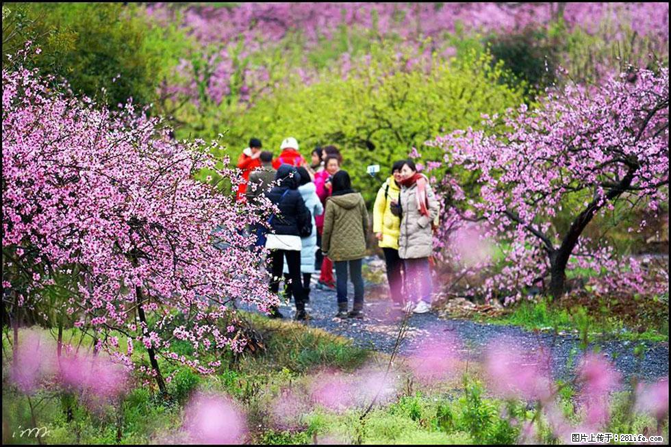 【春天,广西桂林灌阳县向您发出邀请!】官庄村有个醉美的桃花园 - 游山玩水 - 呼伦贝尔生活社区 - 呼伦贝尔28生活网 hlbe.28life.net