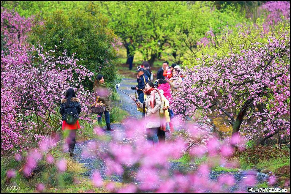 【春天,广西桂林灌阳县向您发出邀请!】官庄村有个醉美的桃花园 - 游山玩水 - 呼伦贝尔生活社区 - 呼伦贝尔28生活网 hlbe.28life.net
