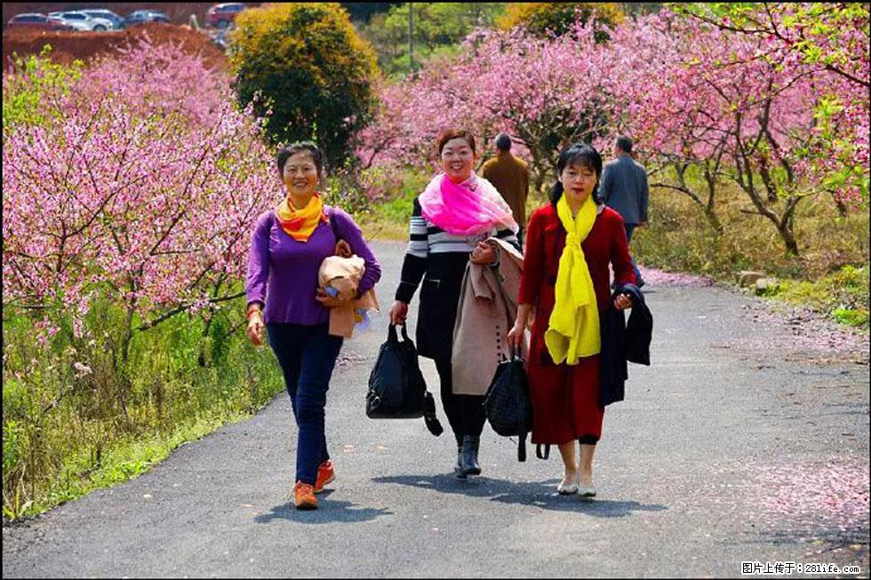 【春天,广西桂林灌阳县向您发出邀请!】官庄村有个醉美的桃花园 - 游山玩水 - 呼伦贝尔生活社区 - 呼伦贝尔28生活网 hlbe.28life.net
