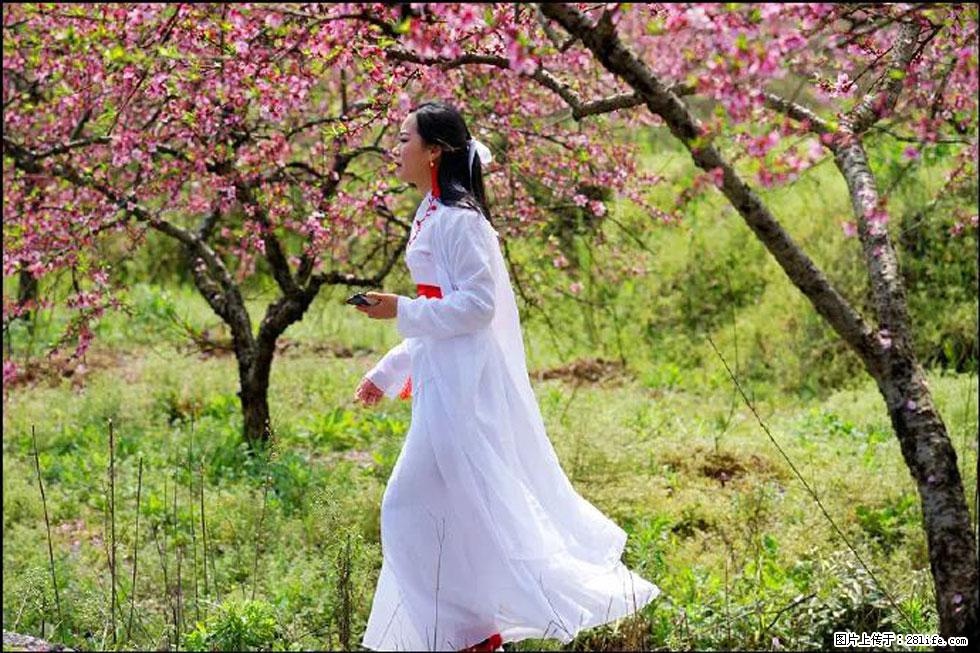 【春天,广西桂林灌阳县向您发出邀请!】官庄村有个醉美的桃花园 - 游山玩水 - 呼伦贝尔生活社区 - 呼伦贝尔28生活网 hlbe.28life.net