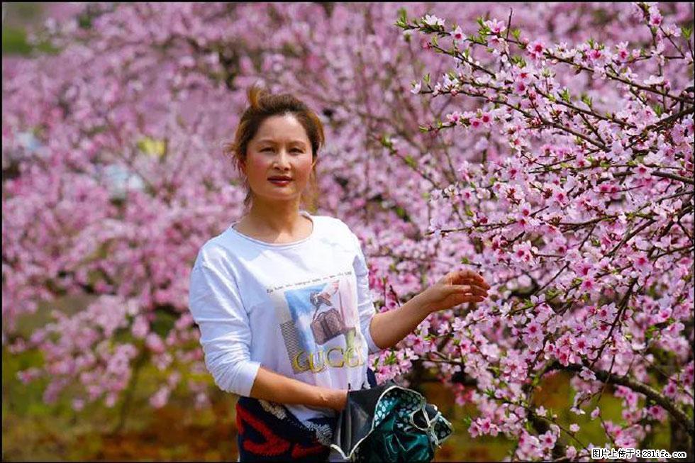 【春天,广西桂林灌阳县向您发出邀请!】官庄村有个醉美的桃花园 - 游山玩水 - 呼伦贝尔生活社区 - 呼伦贝尔28生活网 hlbe.28life.net
