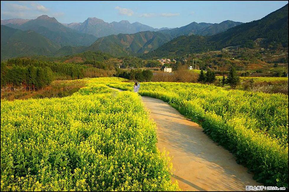 【春天，广西桂林灌阳县向您发出邀请！】长坪村油菜盛情花开 - 游山玩水 - 呼伦贝尔生活社区 - 呼伦贝尔28生活网 hlbe.28life.net