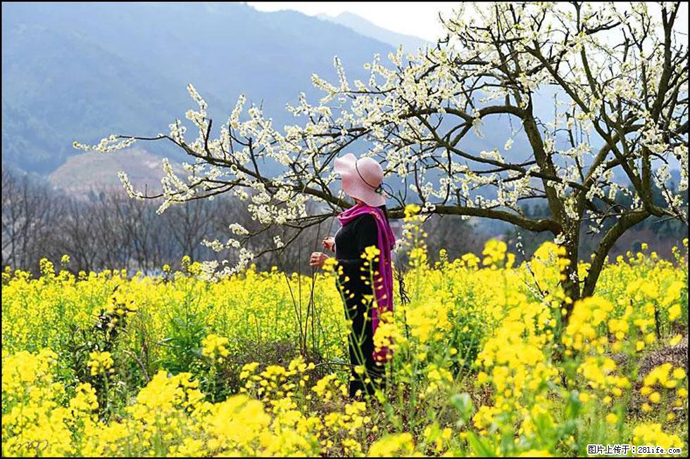 【春天，广西桂林灌阳县向您发出邀请！】长坪村油菜盛情花开 - 游山玩水 - 呼伦贝尔生活社区 - 呼伦贝尔28生活网 hlbe.28life.net