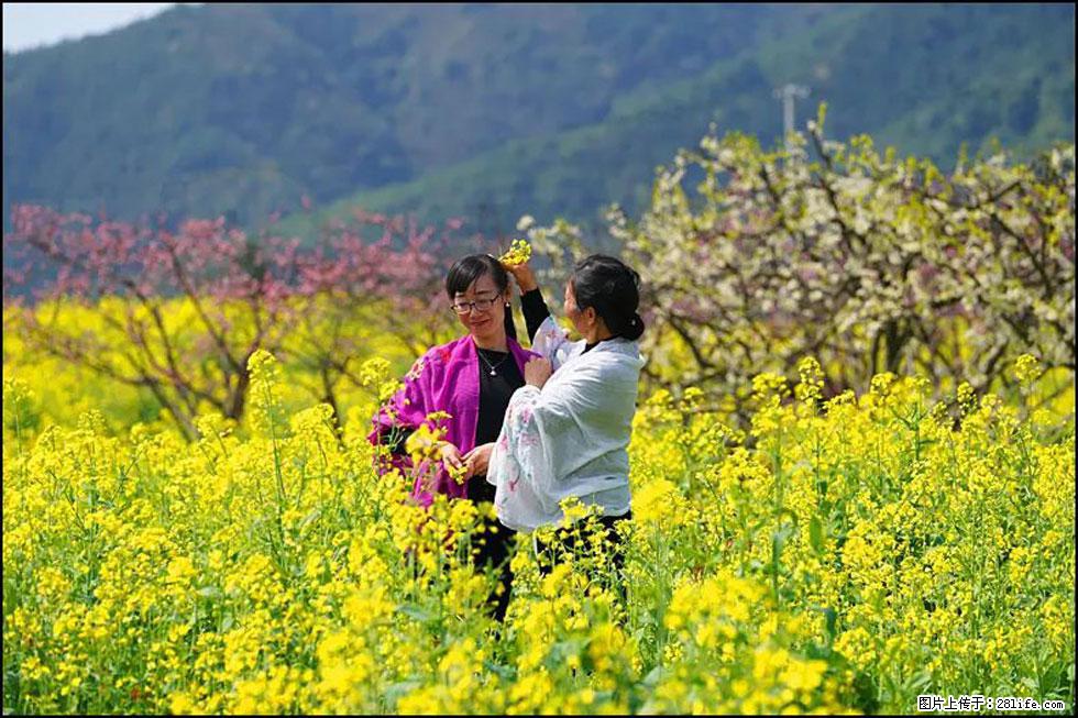 【春天，广西桂林灌阳县向您发出邀请！】长坪村油菜盛情花开 - 游山玩水 - 呼伦贝尔生活社区 - 呼伦贝尔28生活网 hlbe.28life.net