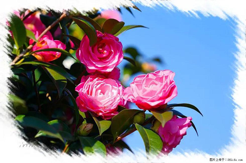 【春天，广西桂林灌阳县向您发出邀请！】杨柳井茶花惹人爱 - 游山玩水 - 呼伦贝尔生活社区 - 呼伦贝尔28生活网 hlbe.28life.net