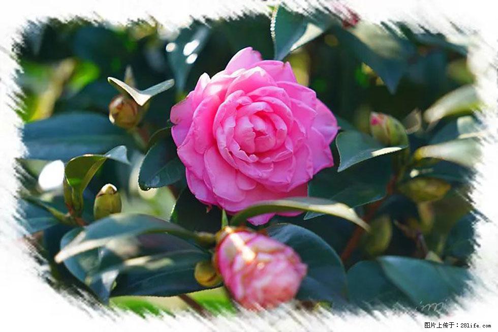 【春天，广西桂林灌阳县向您发出邀请！】杨柳井茶花惹人爱 - 游山玩水 - 呼伦贝尔生活社区 - 呼伦贝尔28生活网 hlbe.28life.net