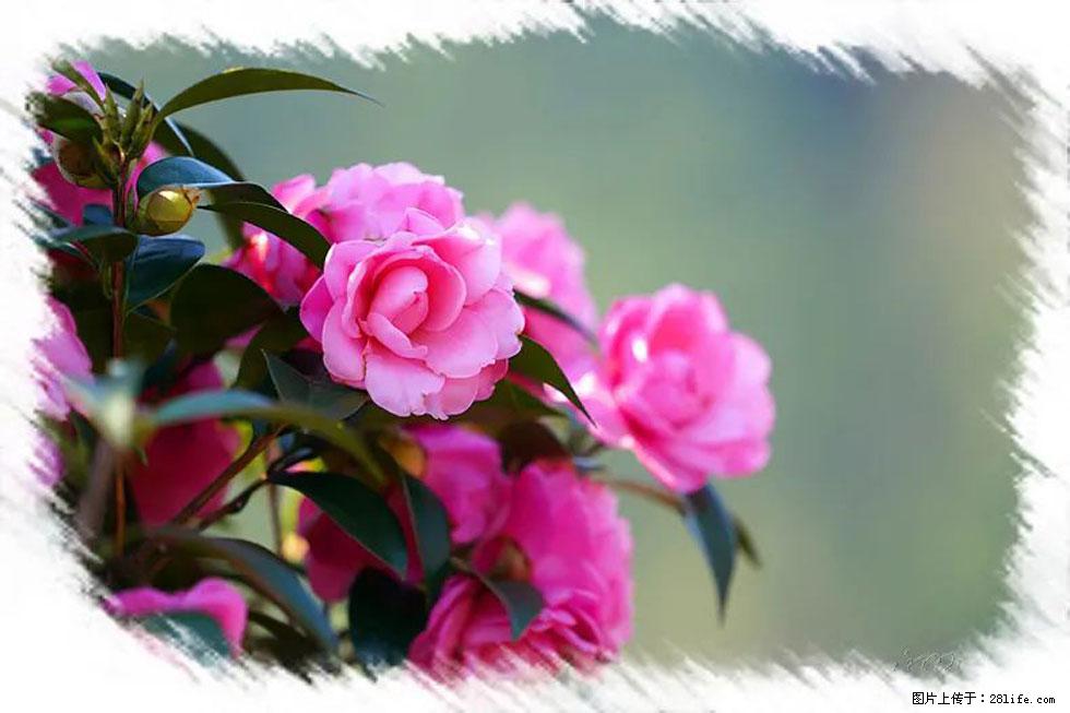 【春天，广西桂林灌阳县向您发出邀请！】杨柳井茶花惹人爱 - 游山玩水 - 呼伦贝尔生活社区 - 呼伦贝尔28生活网 hlbe.28life.net