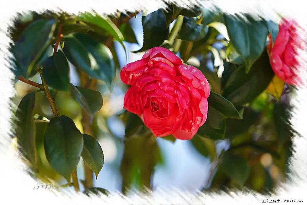 【春天，广西桂林灌阳县向您发出邀请！】杨柳井茶花惹人爱 - 游山玩水 - 呼伦贝尔生活社区 - 呼伦贝尔28生活网 hlbe.28life.net