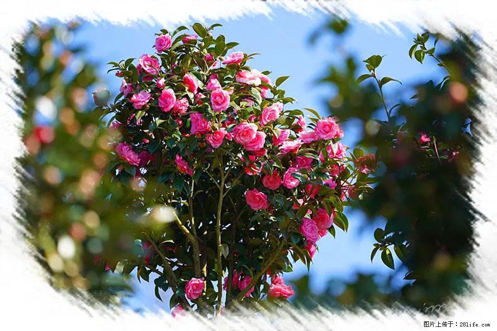 【春天，广西桂林灌阳县向您发出邀请！】杨柳井茶花惹人爱 - 游山玩水 - 呼伦贝尔生活社区 - 呼伦贝尔28生活网 hlbe.28life.net