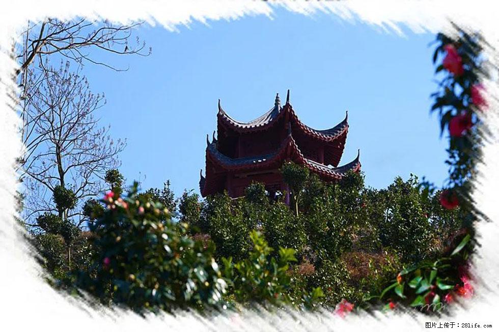 【春天，广西桂林灌阳县向您发出邀请！】杨柳井茶花惹人爱 - 游山玩水 - 呼伦贝尔生活社区 - 呼伦贝尔28生活网 hlbe.28life.net