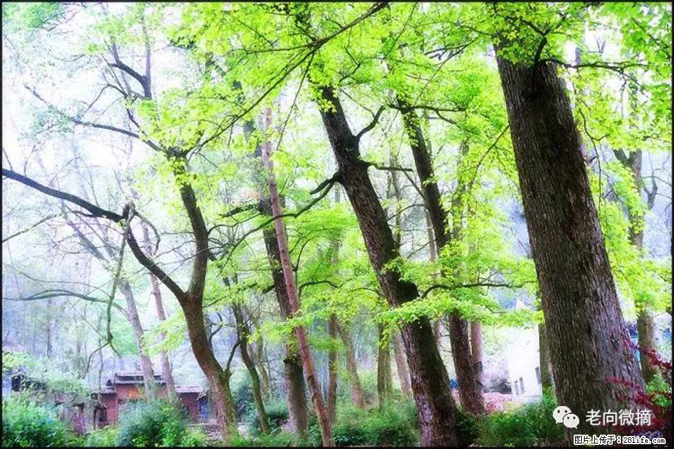 【春天，广西桂林灌阳县向您发出邀请！】在小龙村与春天约会 - 游山玩水 - 呼伦贝尔生活社区 - 呼伦贝尔28生活网 hlbe.28life.net