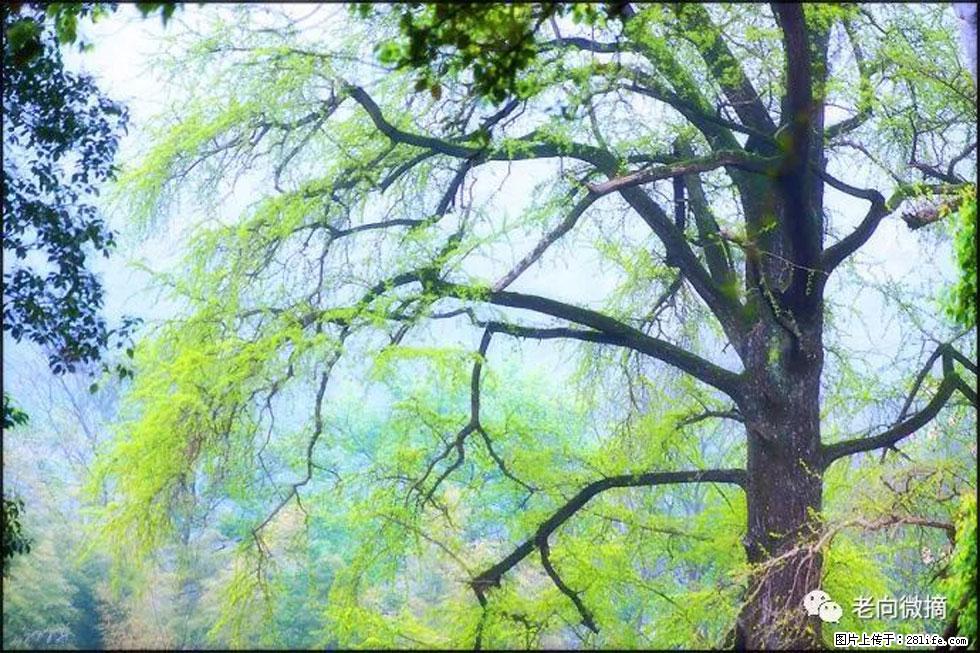 【春天，广西桂林灌阳县向您发出邀请！】在小龙村与春天约会 - 游山玩水 - 呼伦贝尔生活社区 - 呼伦贝尔28生活网 hlbe.28life.net