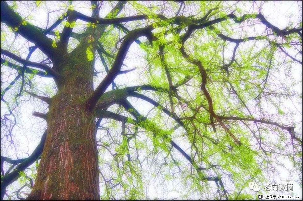 【春天，广西桂林灌阳县向您发出邀请！】在小龙村与春天约会 - 游山玩水 - 呼伦贝尔生活社区 - 呼伦贝尔28生活网 hlbe.28life.net