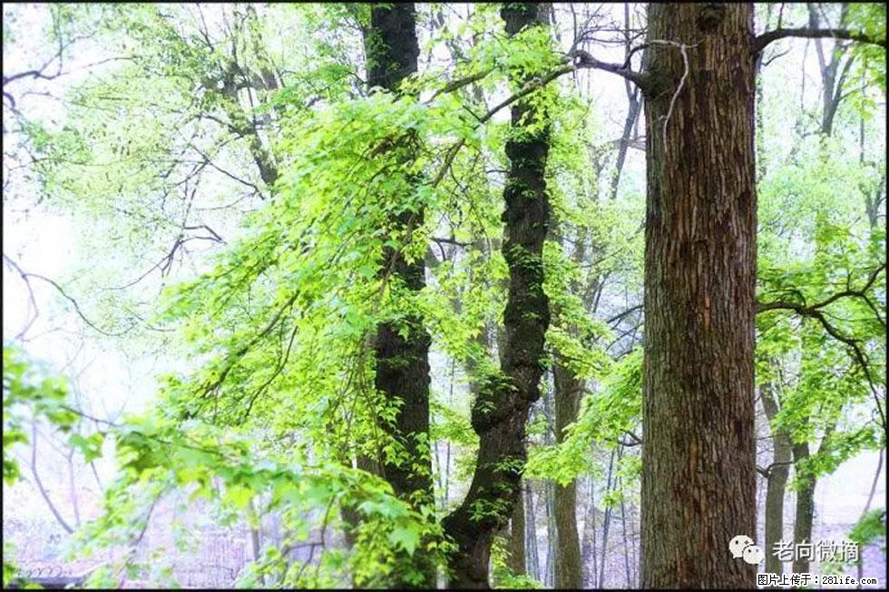 【春天，广西桂林灌阳县向您发出邀请！】在小龙村与春天约会 - 游山玩水 - 呼伦贝尔生活社区 - 呼伦贝尔28生活网 hlbe.28life.net