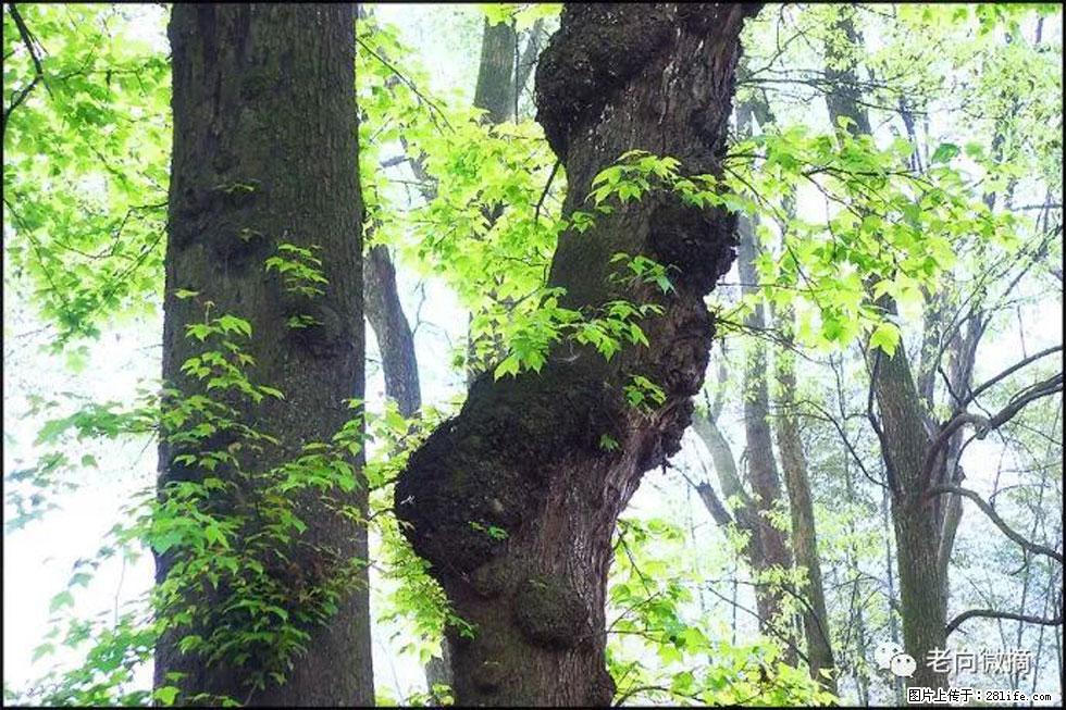 【春天，广西桂林灌阳县向您发出邀请！】在小龙村与春天约会 - 游山玩水 - 呼伦贝尔生活社区 - 呼伦贝尔28生活网 hlbe.28life.net