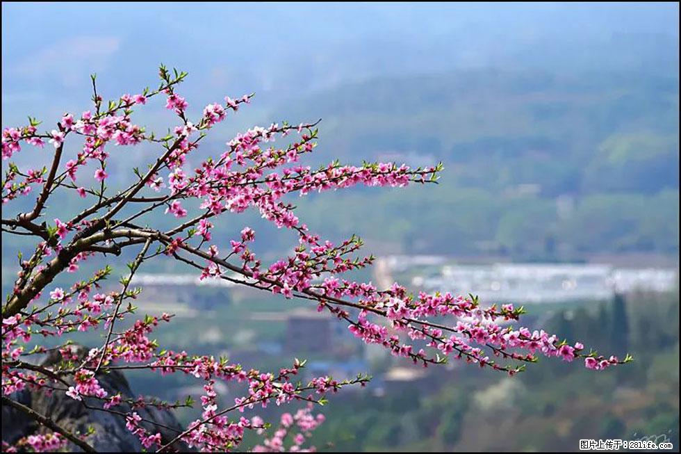【春天，广西桂林灌阳县向您发出邀请！】望月岭上桃花开 - 游山玩水 - 呼伦贝尔生活社区 - 呼伦贝尔28生活网 hlbe.28life.net