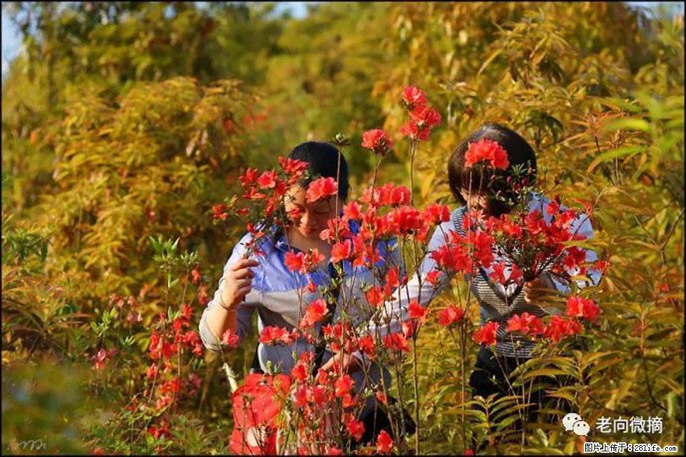 【春天，广西桂林灌阳县向您发出邀请！】登麒麟山，相约映山红 - 游山玩水 - 呼伦贝尔生活社区 - 呼伦贝尔28生活网 hlbe.28life.net