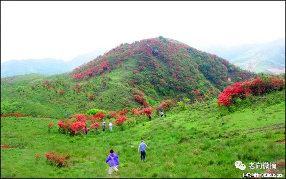 【春天，广西桂林灌阳县向您发出邀请！】宝盖山上映山红 - 游山玩水 - 呼伦贝尔生活社区 - 呼伦贝尔28生活网 hlbe.28life.net