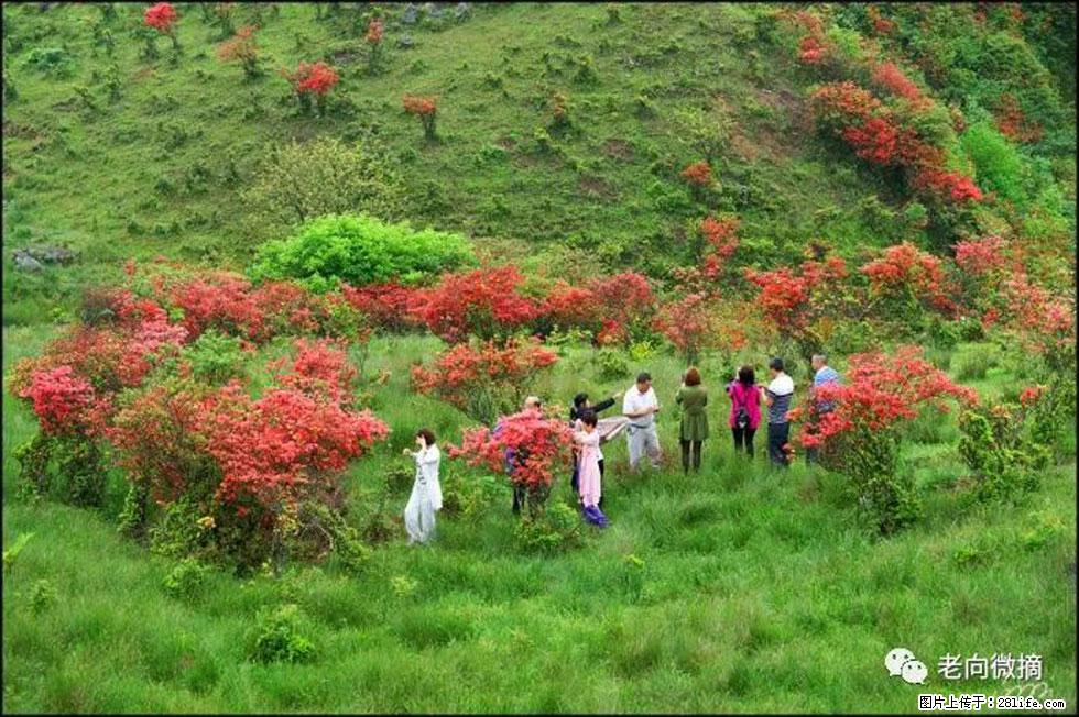 【春天，广西桂林灌阳县向您发出邀请！】宝盖山上映山红 - 游山玩水 - 呼伦贝尔生活社区 - 呼伦贝尔28生活网 hlbe.28life.net