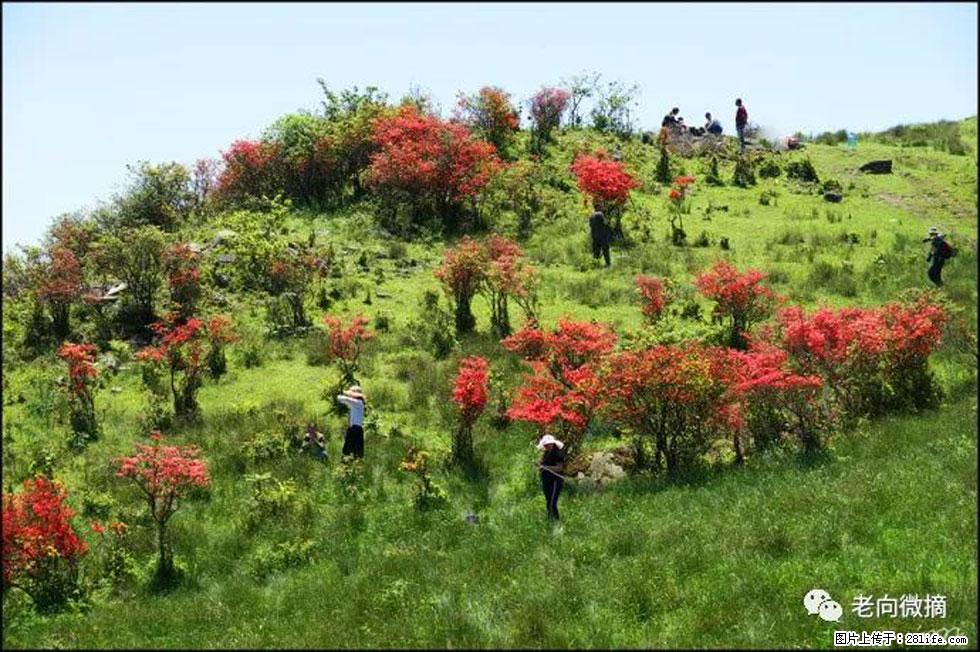【春天，广西桂林灌阳县向您发出邀请！】宝盖山上映山红 - 游山玩水 - 呼伦贝尔生活社区 - 呼伦贝尔28生活网 hlbe.28life.net
