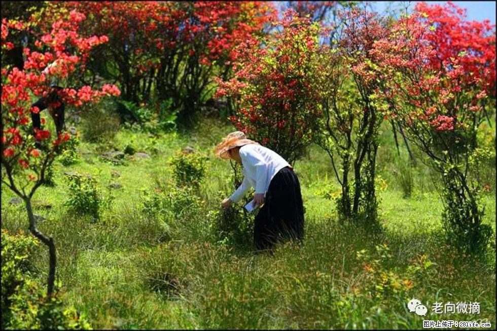 【春天，广西桂林灌阳县向您发出邀请！】宝盖山上映山红 - 游山玩水 - 呼伦贝尔生活社区 - 呼伦贝尔28生活网 hlbe.28life.net
