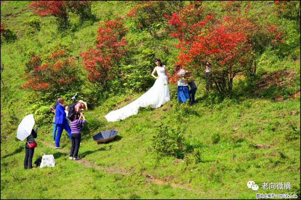 【春天，广西桂林灌阳县向您发出邀请！】宝盖山上映山红 - 游山玩水 - 呼伦贝尔生活社区 - 呼伦贝尔28生活网 hlbe.28life.net