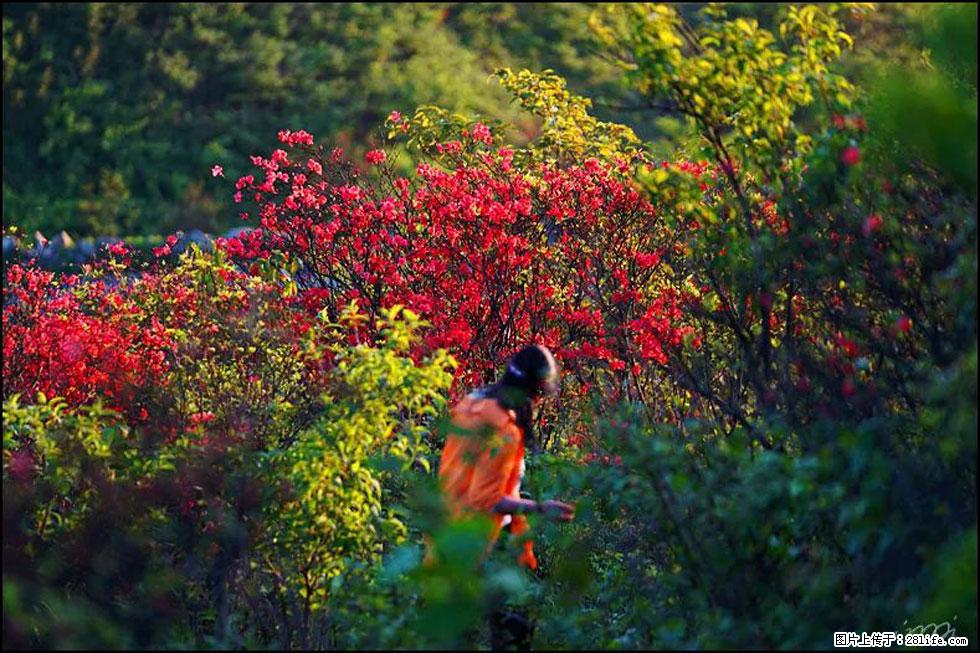 【春天，广西桂林灌阳县向您发出邀请！】春木界上映山红 - 游山玩水 - 呼伦贝尔生活社区 - 呼伦贝尔28生活网 hlbe.28life.net