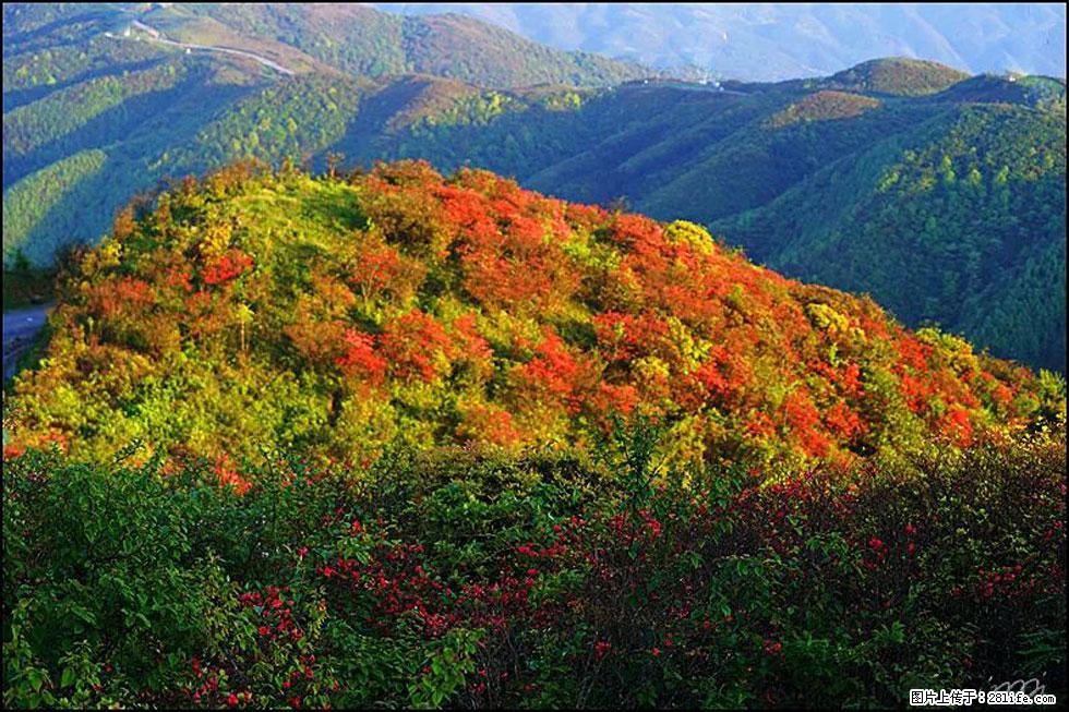 【春天，广西桂林灌阳县向您发出邀请！】春木界上映山红 - 游山玩水 - 呼伦贝尔生活社区 - 呼伦贝尔28生活网 hlbe.28life.net
