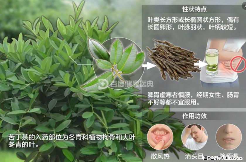 苦丁茶有哪些功效和作用 - 生活百科 - 呼伦贝尔生活社区 - 呼伦贝尔28生活网 hlbe.28life.net