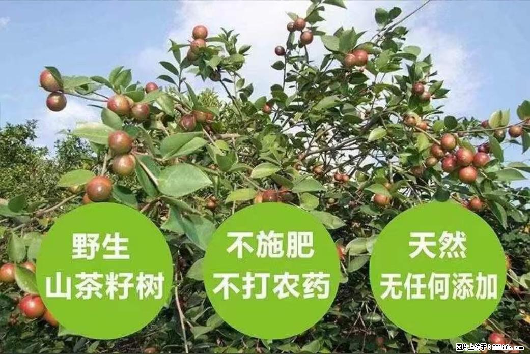 【灌阳县油茶产业示范区】一个有着充实的精神生活的人，对待身外之物自会有一种淡泊的态度 - 土特产 - 饮食特产 - 呼伦贝尔分类信息 - 呼伦贝尔28生活网 hlbe.28life.net