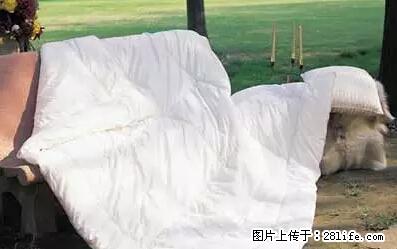 被子有异味?只要这样做,比晒太阳还强100倍! - 家居生活 - 呼伦贝尔生活社区 - 呼伦贝尔28生活网 hlbe.28life.net