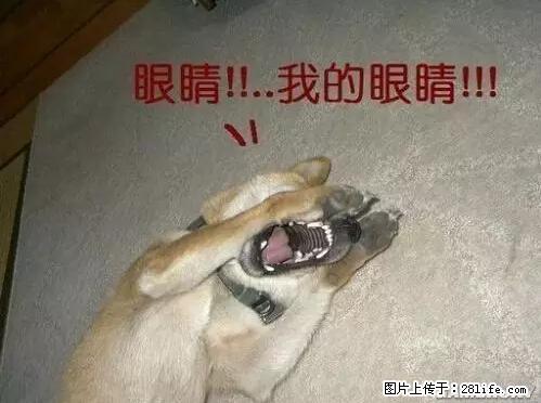 笑癫了！一女的怀孕三年未生，他终于忍不住了... - 娱乐八卦 - 呼伦贝尔生活社区 - 呼伦贝尔28生活网 hlbe.28life.net
