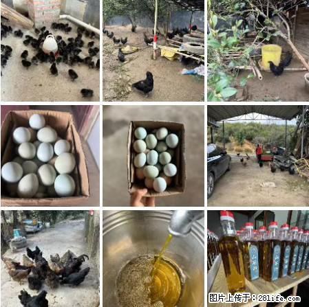 油茶园从小鸡仔开始养起的纯土鸡、土鸡蛋可以预定啦！还有前几天刚榨的纯山茶油哦 - 土特产 - 饮食特产 - 呼伦贝尔分类信息 - 呼伦贝尔28生活网 hlbe.28life.net