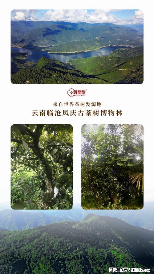 时间果百年古树2025年春红茶 - 购物交流 - 呼伦贝尔生活社区 - 呼伦贝尔28生活网 hlbe.28life.net