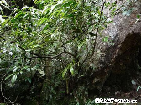 平乐石崖茶，珍贵仅次于金花茶 - 呼伦贝尔生活资讯 - 呼伦贝尔28生活网 hlbe.28life.net