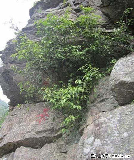 平乐石崖茶，珍贵仅次于金花茶 - 呼伦贝尔生活资讯 - 呼伦贝尔28生活网 hlbe.28life.net