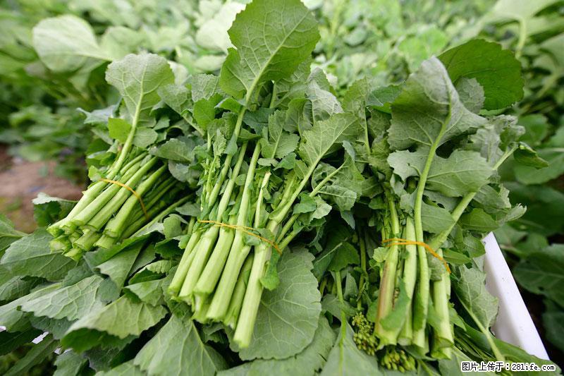 这些蔬菜是“天然钙片”，这6种被医生重点推荐 - 呼伦贝尔生活资讯 - 呼伦贝尔28生活网 hlbe.28life.net